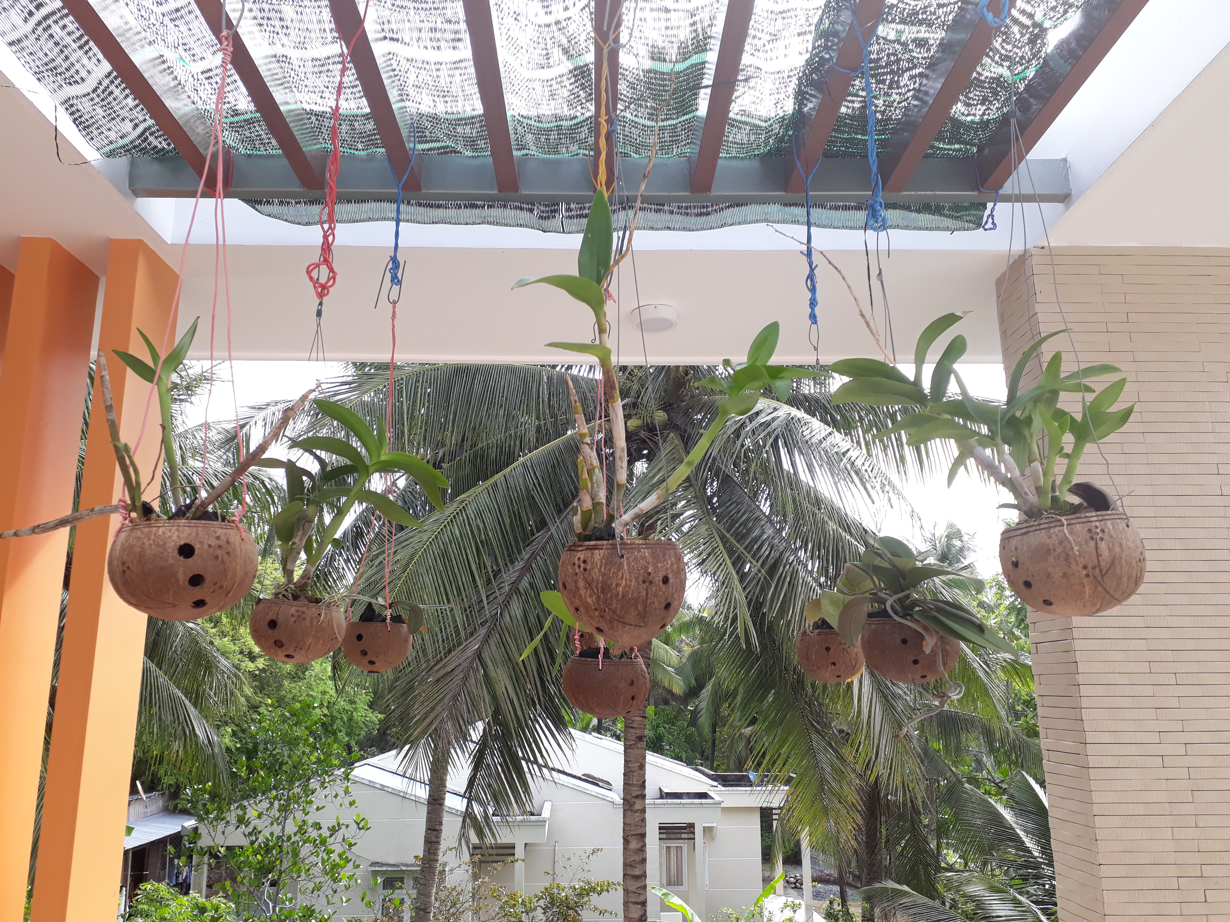 Gáo dừa trồng lan trồng lan bằng gáo dừa