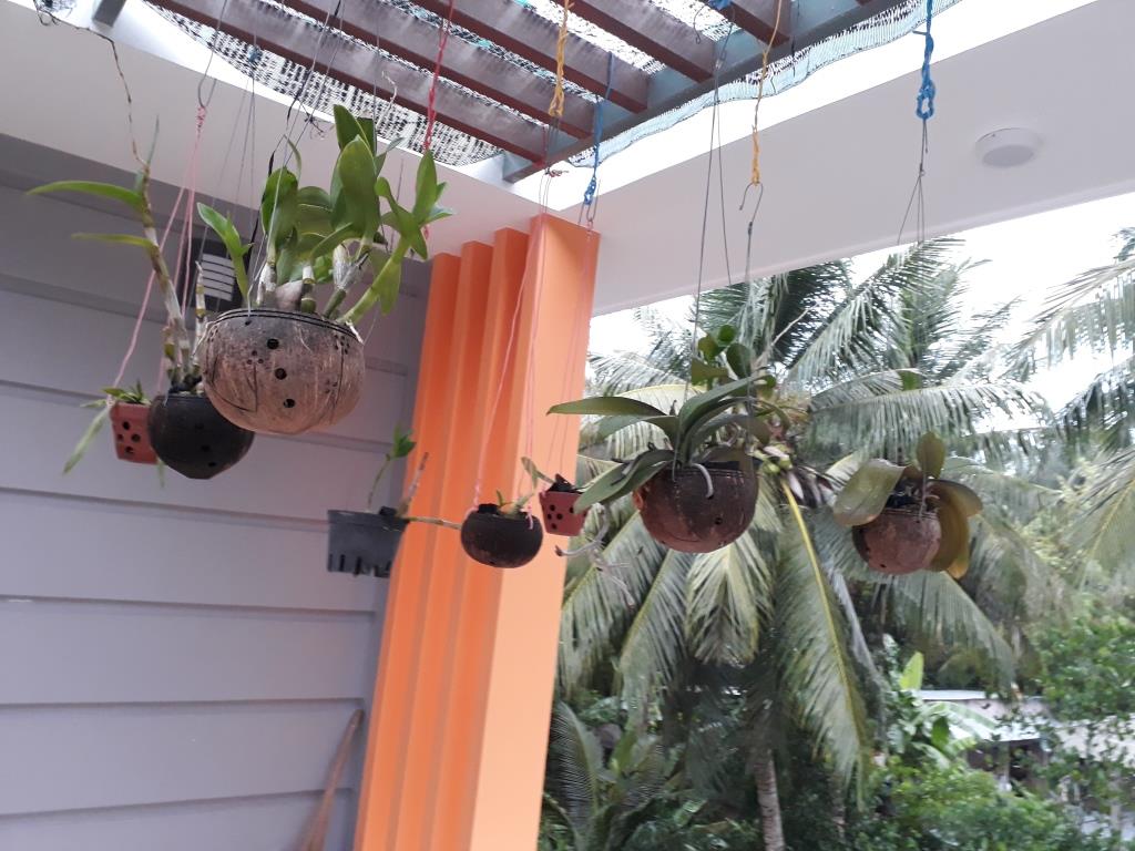 Gáo dừa trồng lan Bến Tre đẹp