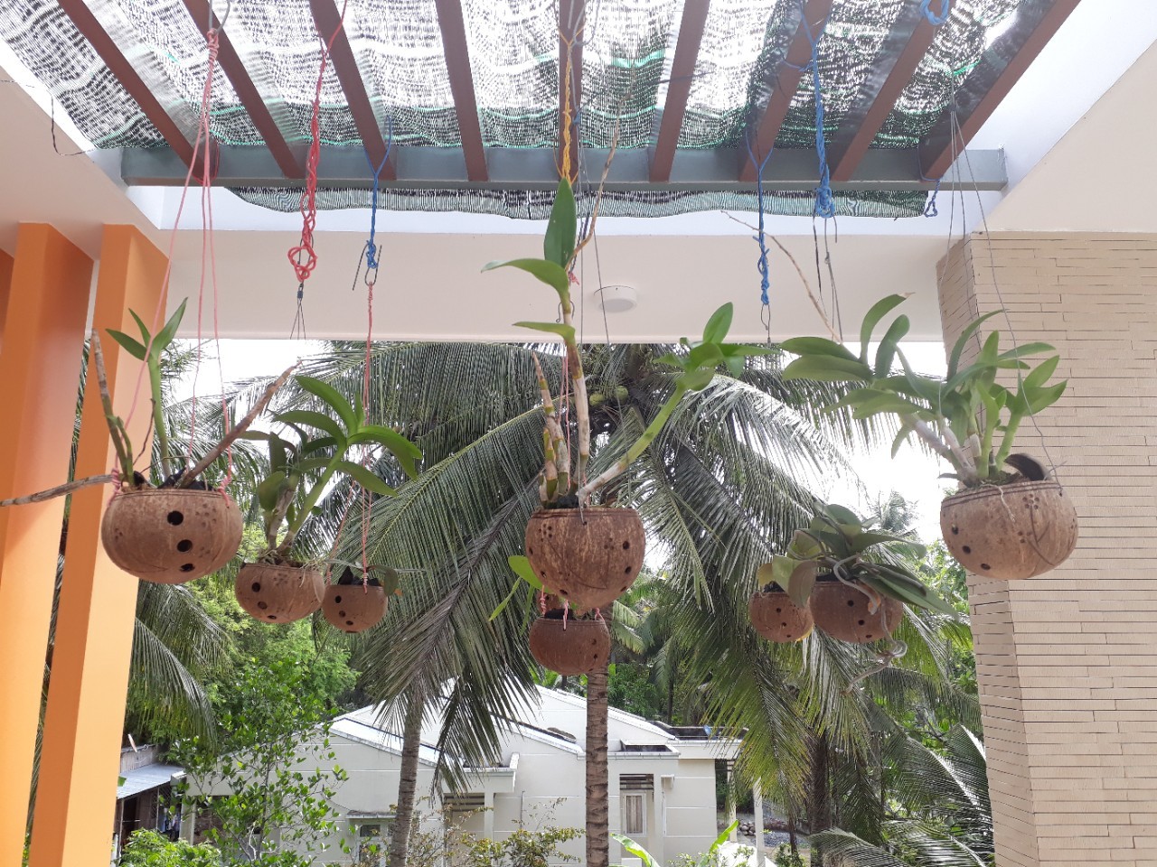 Gáo dừa trồng lan nghệ thuật